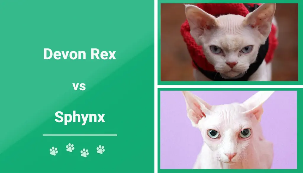 Devon Rex vs Sphynx፡ ቁልፍ ልዩነቶች (ከሥዕሎች ጋር)