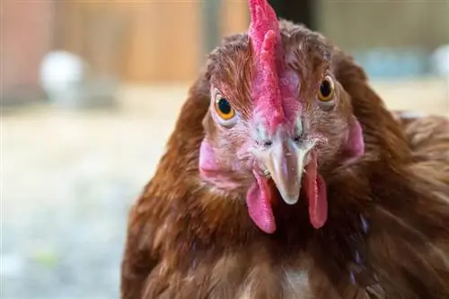 क्या मुर्गियां रंग देख सकती हैं? क्या वे रंग-अंध हैं? तथ्य & अक्सर पूछे जाने वाले प्रश्न