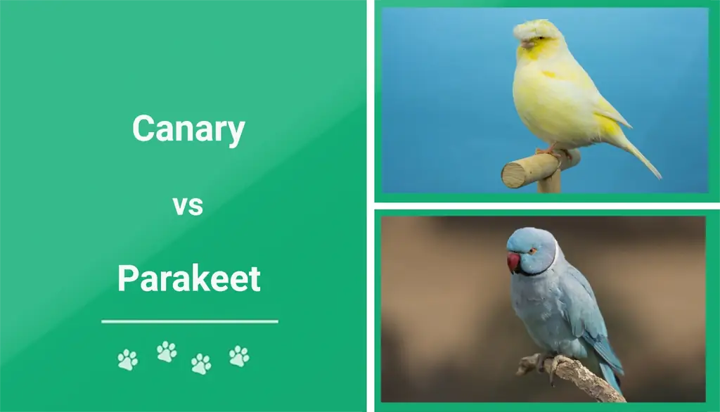 Kanarya ve Muhabbet Kuşu: Farklar (Resimlerle)