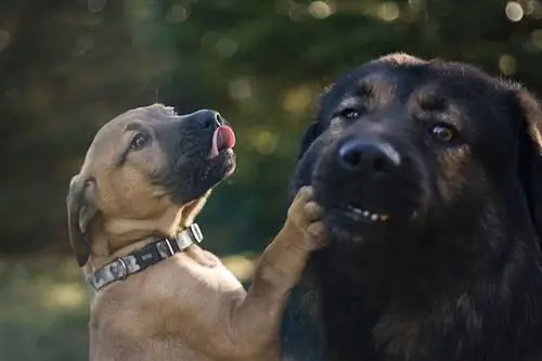 Herkennen vaderhonden hun eigen puppy's? Feiten & Veelgestelde vragen