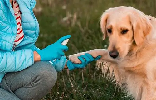 6 meilleurs sprays anti-puces et anti-tiques pour chiens en 2023 – Avis &