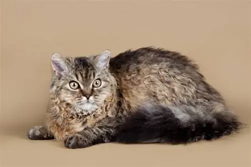 4 razas de gatos de pelo rizado (con fotos)