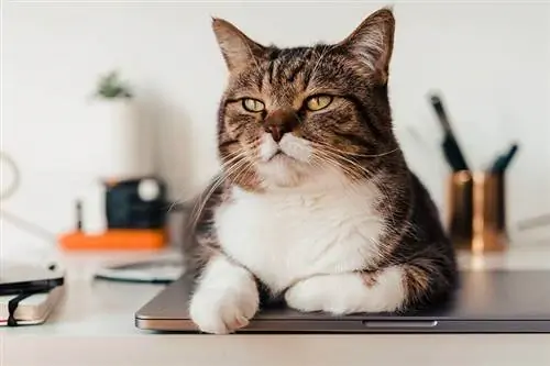 Waarom zit mijn kat op mijn laptop? 3 redenen voor dit gedrag