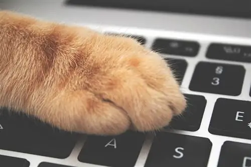 Por que os gatos gostam de teclados? 5 razões interessantes