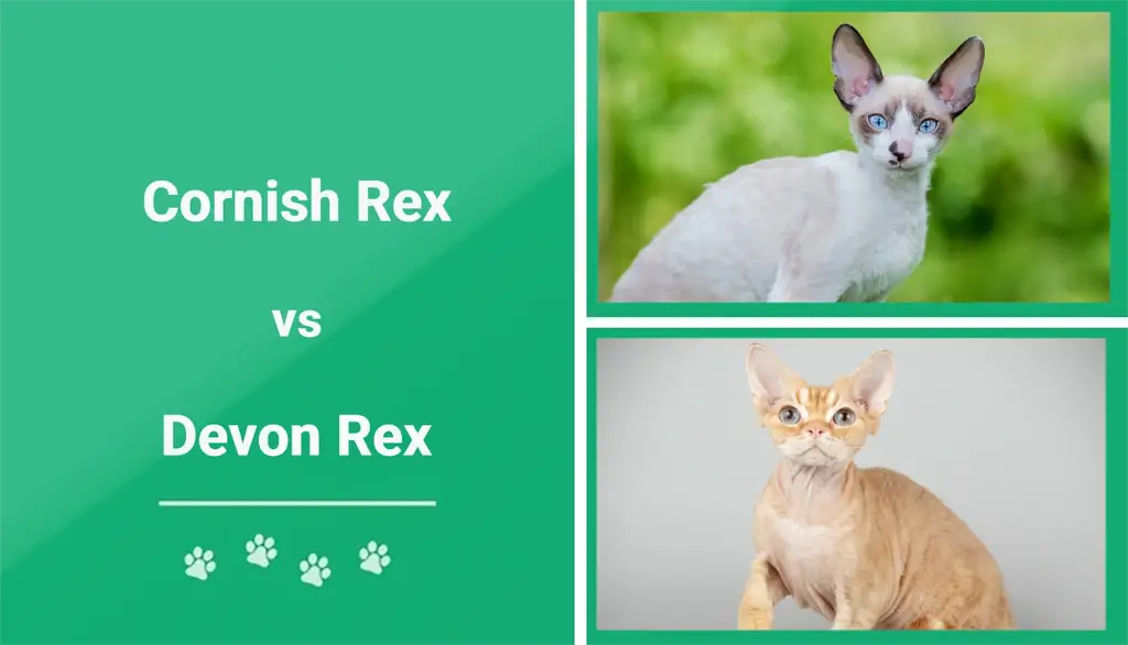 Cornish Rex vs Devon Rex: Qhov txawv ntawm qhov tseem ceeb & Zoo sib xws
