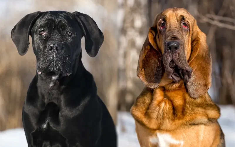 Cane Corso Bloodhound Mix: vadovas, nuotraukos, priežiūra & Daugiau