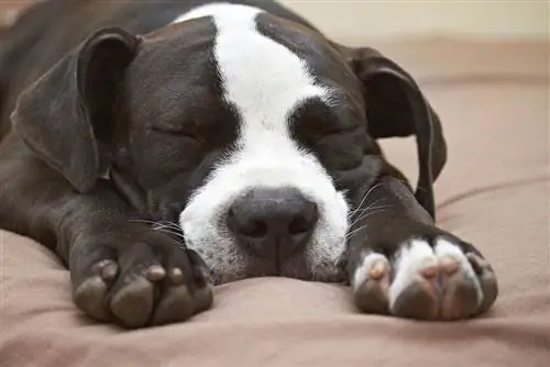 Tại sao chó Pitbull của tôi lại ngáy? 10 lý do phổ biến được bác sĩ thú y chấp thuận