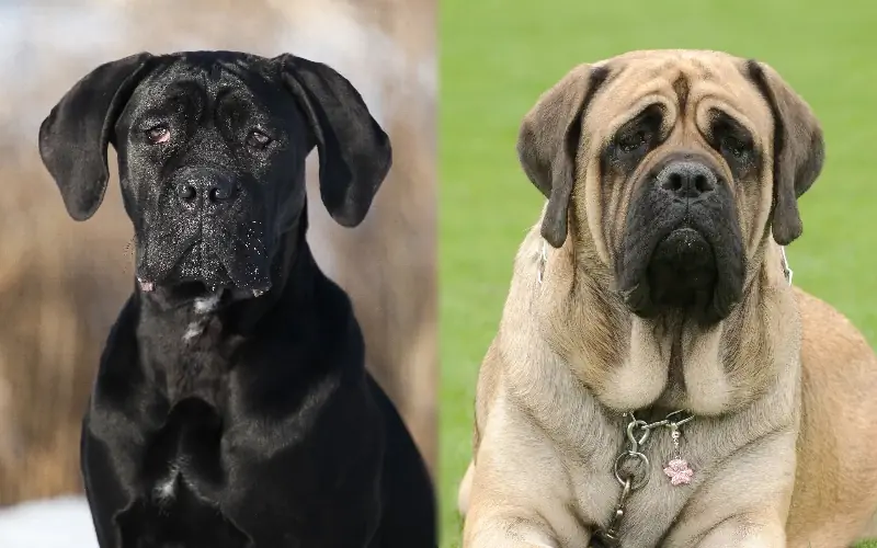 Cane Corso English Mastiff Mix: Ghid, Poze, Îngrijire & Mai mult