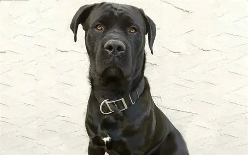 Cane Corso Presa Canario Mix: vadovas, nuotraukos, priežiūra & Daugiau