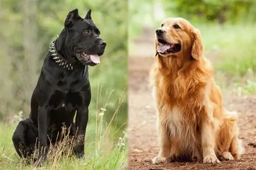 Cane Corso Golden Retriever Mix: Bələdçi, Şəkillər, Qulluq & Ətraflı