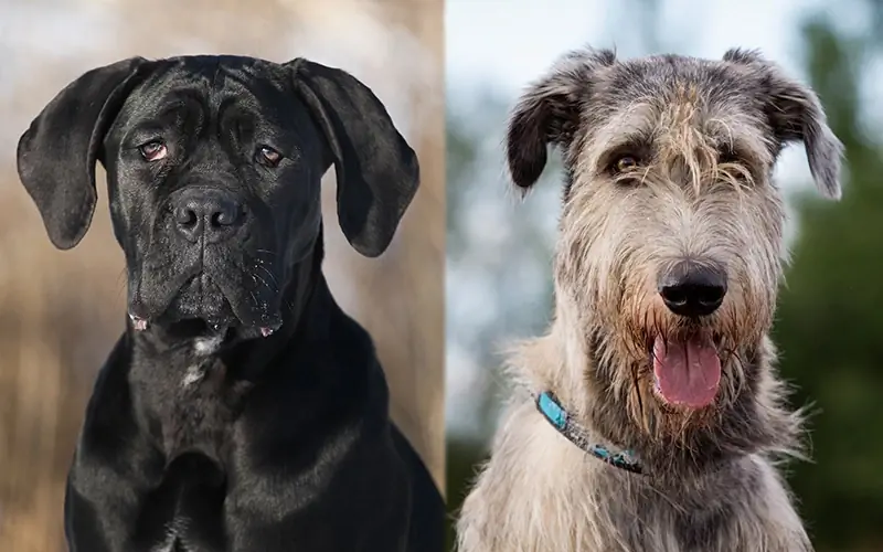 Cane Corso Irsk Ulvehund Mix: Vejledning, billeder, pleje & Mere