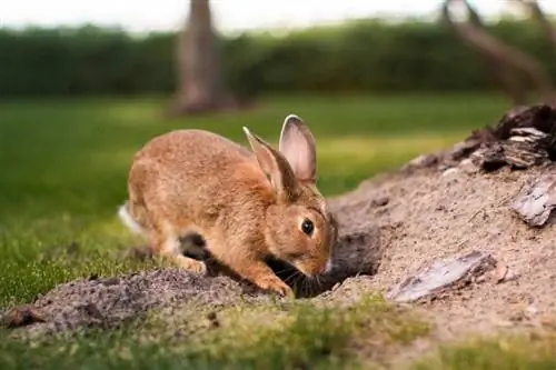 Perché i conigli scavano buche? 10 motivi per questo comportamento