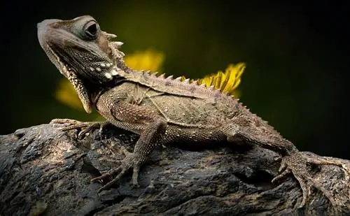 Vifuniko 10 vya Reptile vya DIY Unavyoweza Kujenga Leo (Pamoja na Picha)