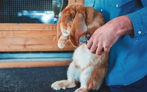 Kaip dažnai reikia karpyti triušio nagus? (Veterinarijos atsakymas)