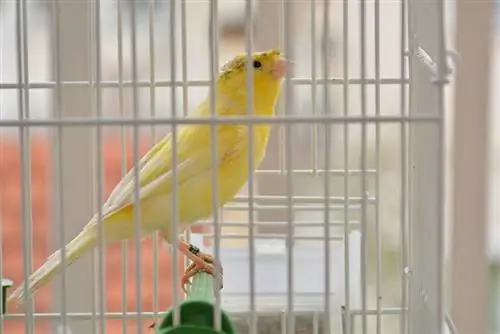 10 ιδέες για δωμάτια για κατοικίδια πουλιά για να φτιάξετε ένα υπέροχο σπίτι για πτηνά (με εικόνες)