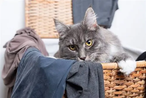 Kāpēc jūsu kaķis urinē veļas grozā: 6 iespējamie iemesli