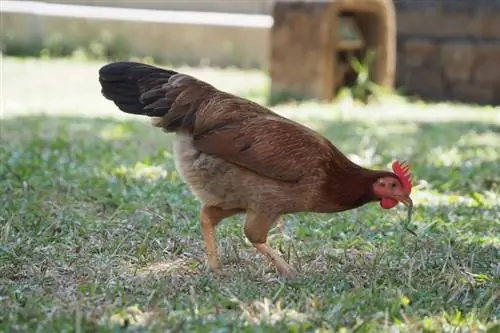 I polli mangiano la loro stessa cacca? Cosa hai bisogno di sapere