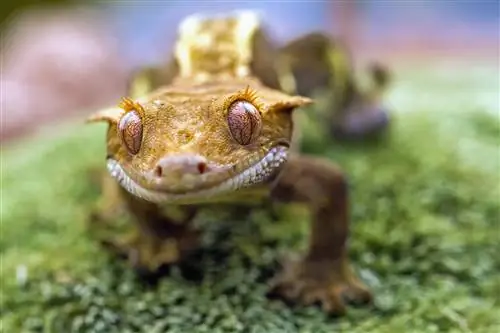 7 bästa underlag för Crested Geckos 2023 – Recensioner & Toppval