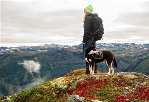 138 Emra Hiking Dog: Outdoor & Opsione aventureske për kafshën tuaj shtëpiake