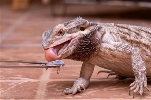 Câți greieri ar trebui să hrănesc un dragon cu barbă? Adult & Ghid pentru bebelusi