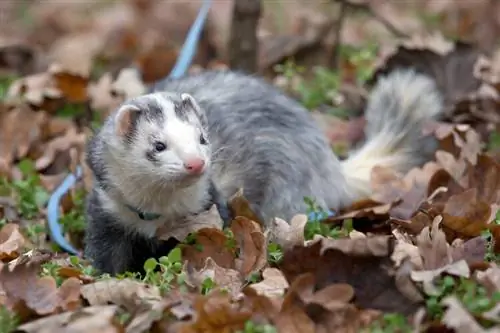 Panda Ferret: รูปภาพ, ข้อเท็จจริง, & หายาก