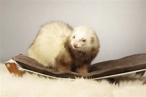 Cinnamon Ferret: ინფორმაცია, სურათები, ფაქტები & იშვიათი