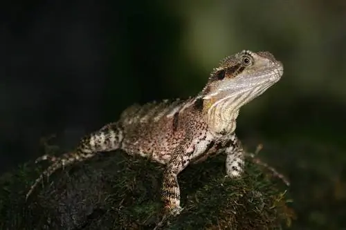 Australian Water Dragon: Mga Katotohanan, Impormasyon & Gabay sa Pangangalaga (may mga Larawan)