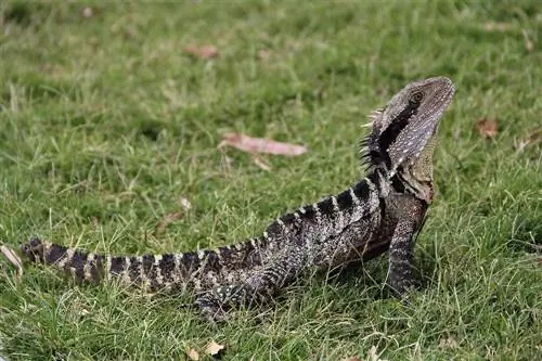 Os dragões de água australianos são bons animais de estimação? Tudo o que você precisa saber