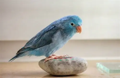10 pájaros domésticos que cantan (con imágenes)