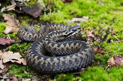 Има ли змии в Ирландия? Какво трябва да знаете, преди да пътувате