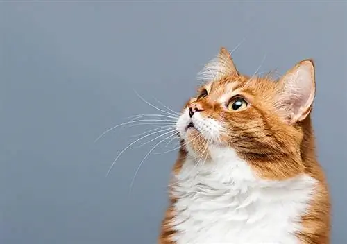 Защо котката ви се взира в тавана: 5 често срещани причини