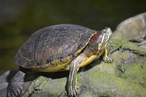 10 vrsta kornjača pronađenih u Georgiji (sa slikama)