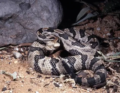 8 especies de serpientes encontradas en Georgia (con imágenes)