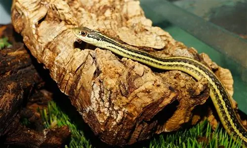 8 zmija pronađeno u Maineu (sa slikama)