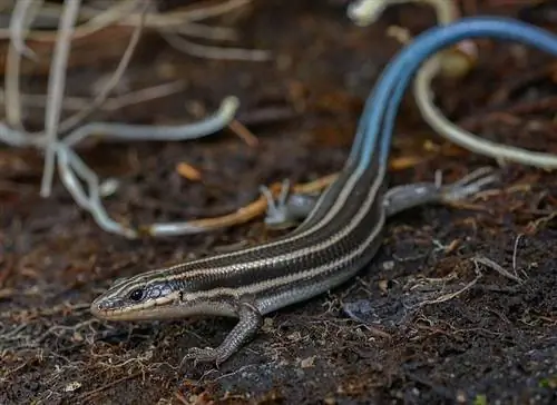 9 Lizard Species Natagpuan sa Virginia (May Mga Larawan)