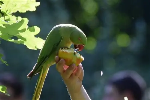 Kaj papagaji jedo v naravi in kot hišni ljubljenčki?
