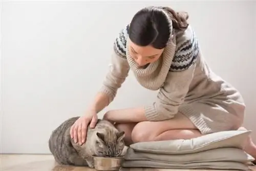 Hasmenést kapnak a macskák táplálkozásváltás után? Állatorvos által jóváhagyott tippek