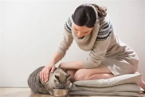 Hoće li mačke dobiti proljev nakon promjene hrane? Savjeti odobreni od strane veterinara