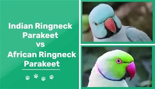 Indiai és afrikai gyűrűsnyakú papagájok: mi a különbség?