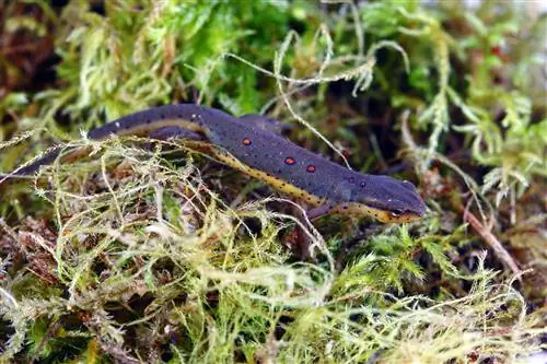 Hva spiser salamander i naturen og som kjæledyr? Fakta & Fôringsveiledning