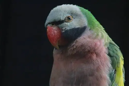 Bajuszos papagáj: Jellemzők, Történelem, & Gondozás (képekkel)