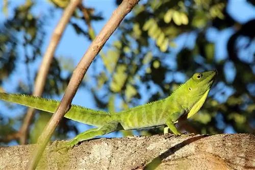 8 anoles que pots mantenir com a mascotes (amb imatges)