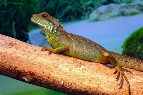 Dragon Agama (Agama chinois) : faits, images, informations & Guide d'entretien