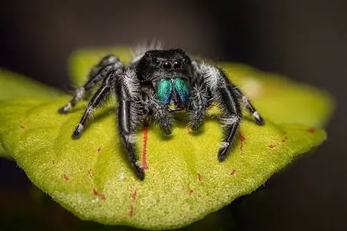 10 עכבישים שנמצאו באילינוי (עם תמונות)