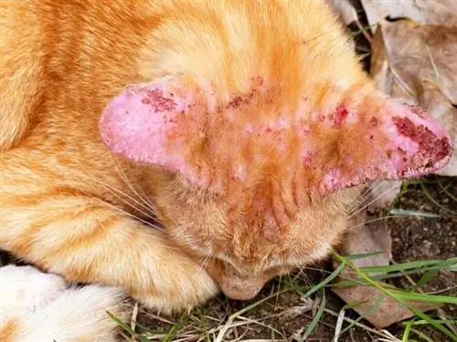 Lišaji pri mačkah (odgovor veterinarja): znaki, zdravljenje & Preprečevanje