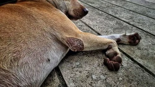 Què és la sarna en els gossos? Signes, causes & Tractament (resposta del veterinari)