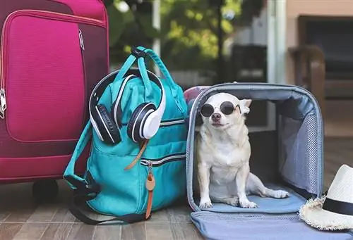 10 meilleurs sacs de voyage pour chiens en 2023 : avis &