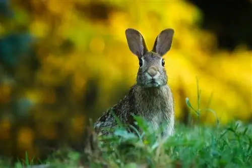 Scrub Hare: Fakte, Jetëgjatësia, Sjellja & Udhëzues kujdesi (me foto)