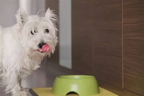 Koštano brašno u hrani za pse – da li je zdravo za vašeg psa?