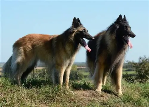 9 Belgian Aub Breeds: Sab saum toj Canine Companions (nrog duab)